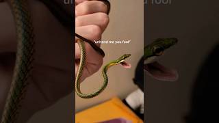 Why do these reptiles exist. They're ridiculous! #reptiles #venomoussnakes #pets #funnyanimals