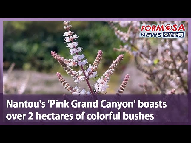 Nantou’s ‘Pink Grand Canyon’ boasts over 2 hectares of colorful bushes｜Taiwan News