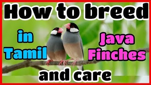 How to breed Java finches | Java Finches breeding and care in Tamil || NK BIRD FARM ||