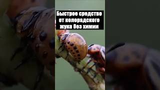 Быстрое средство от колорадского жука без химии #огород #дача #сад #вредители #колорадскийжук