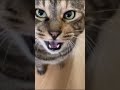 🐾My cat is officially filing for divorce 📑😼 #funnycats #catreaction #catmemes #catshorts