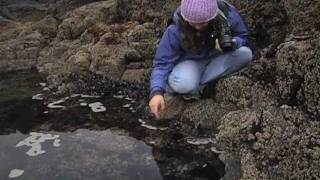 Exploring Oregon's Coastal Tidepools