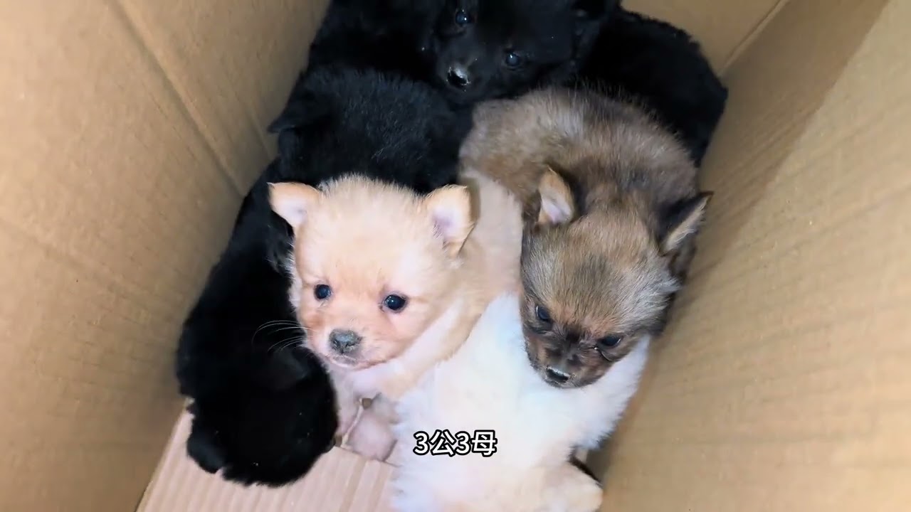 杂交小土松，颜值太高了！ vid