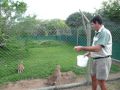 Caracal Explosive Jump - Major Hops - 10 Feet High