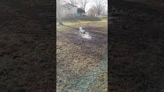 All-white husky is EXACTLY as hard to maintain as you assume