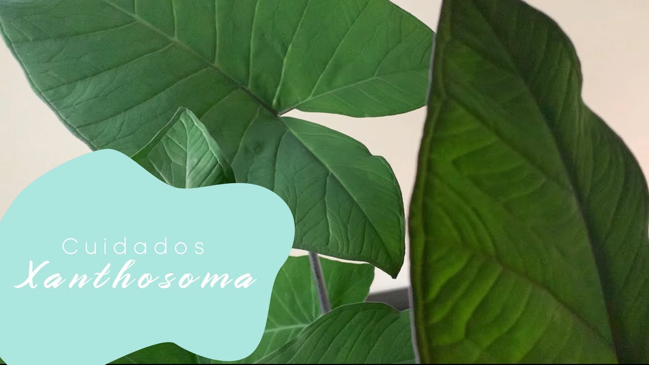 Cuidados Xanthosoma: sustrato, iluminación, riego y abonado 