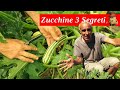 I 3 SEGRETI per avere un'ottima Produzione di ZUCCHINE