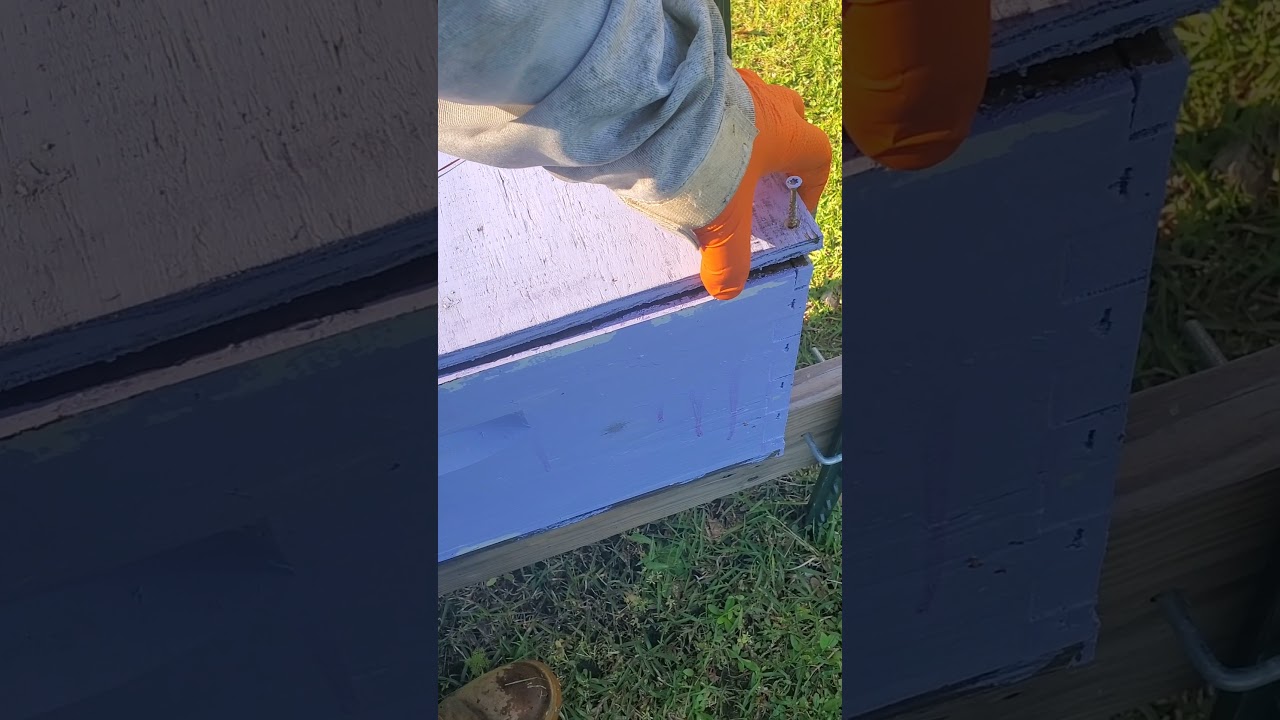 Catching Wild Honey Bee Swarms Part 3 (unboxing the bees)