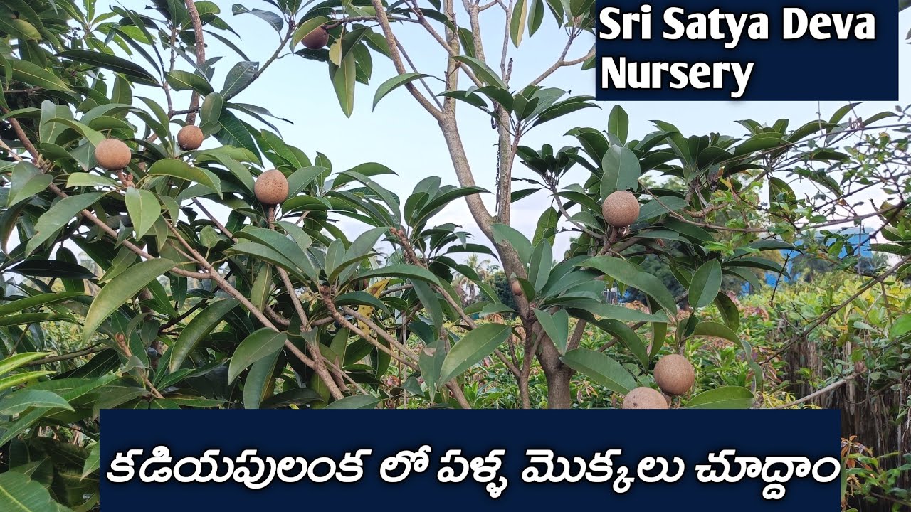 తియ్యని మామిడి, సపోటా, బత్తాయి మొక్కలు- వాటి ధరలు/ nursery fruit plants