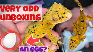 CRESTED GECKO LAID EGGS DURING SHIPPING!! (INSANE unboxing)