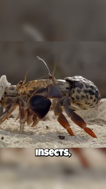 🦀 Crabs: Related to SPIDERS?! 🕷️ This Shocking Family Tree Revealed