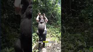 Watch This Sloth Yawn! Then A Man Lifts A Primate! #shorts