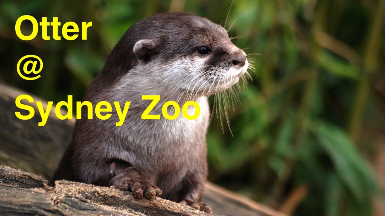 Otter Sydney Zoo Bungarribee Sydney Australia Zoo YouTube