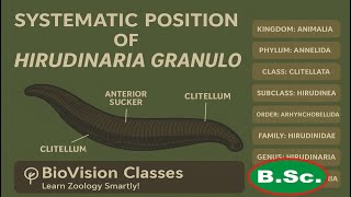 Digestive system of Hirudinaria ! Leech digestive system ! B.sc. zoology @BioVisionClasses-i2q