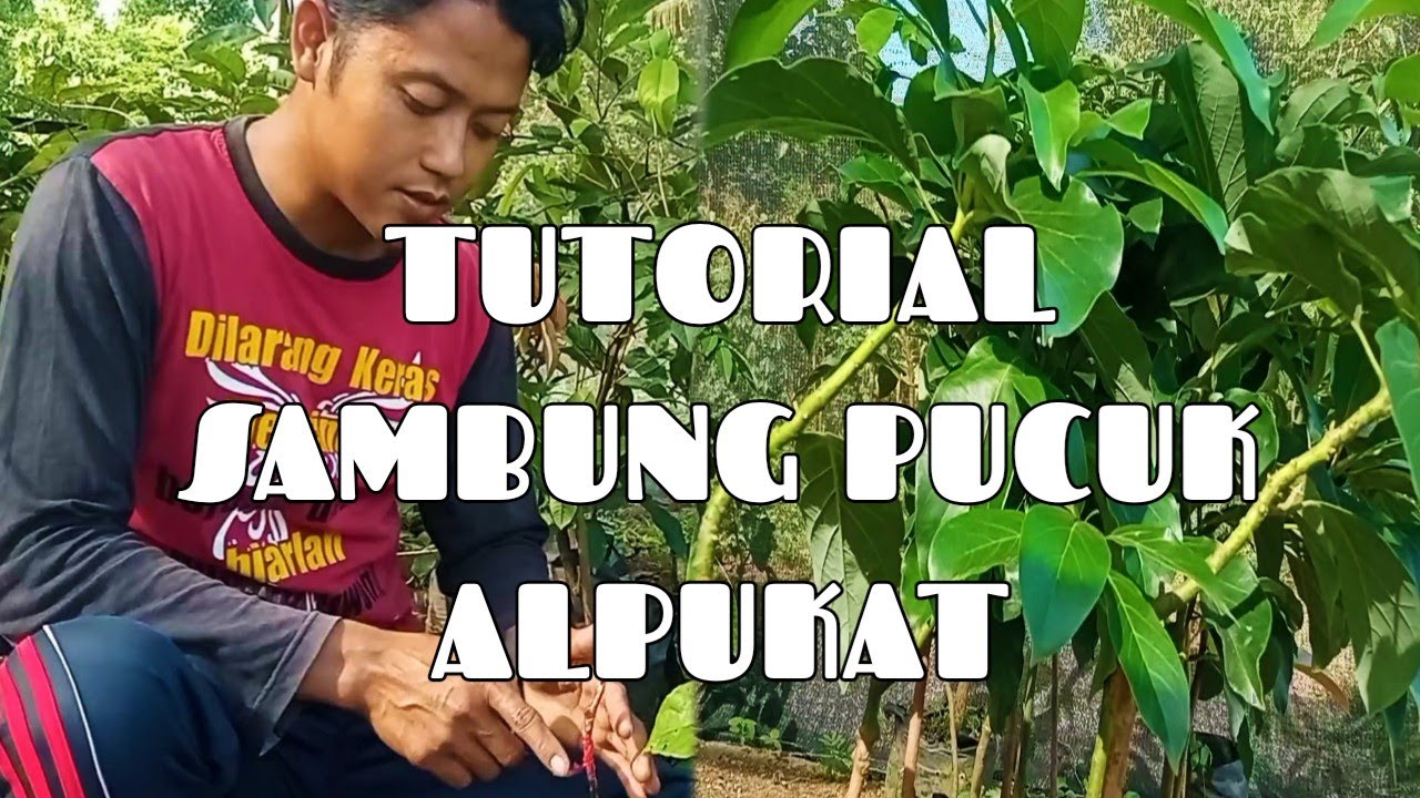 Sambung pucuk alpukat Anti gagal!!