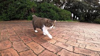 茂みの中から野良猫がモフられにやって来た