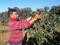 تقليم ضيعة أفوكادو عمرها 3 سنوات Tailler un Avocatier au MAROC | Pruning Avocado in Morocco | 牛油果