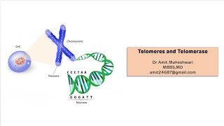 Telomeres and Telomerase || End Replication Problem in Eukaryotes