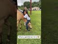 Horses Being Dramatic And Ridiculously Funny#FunnyHorseMoments #ChaoticHorses #CuteFunnyHorses