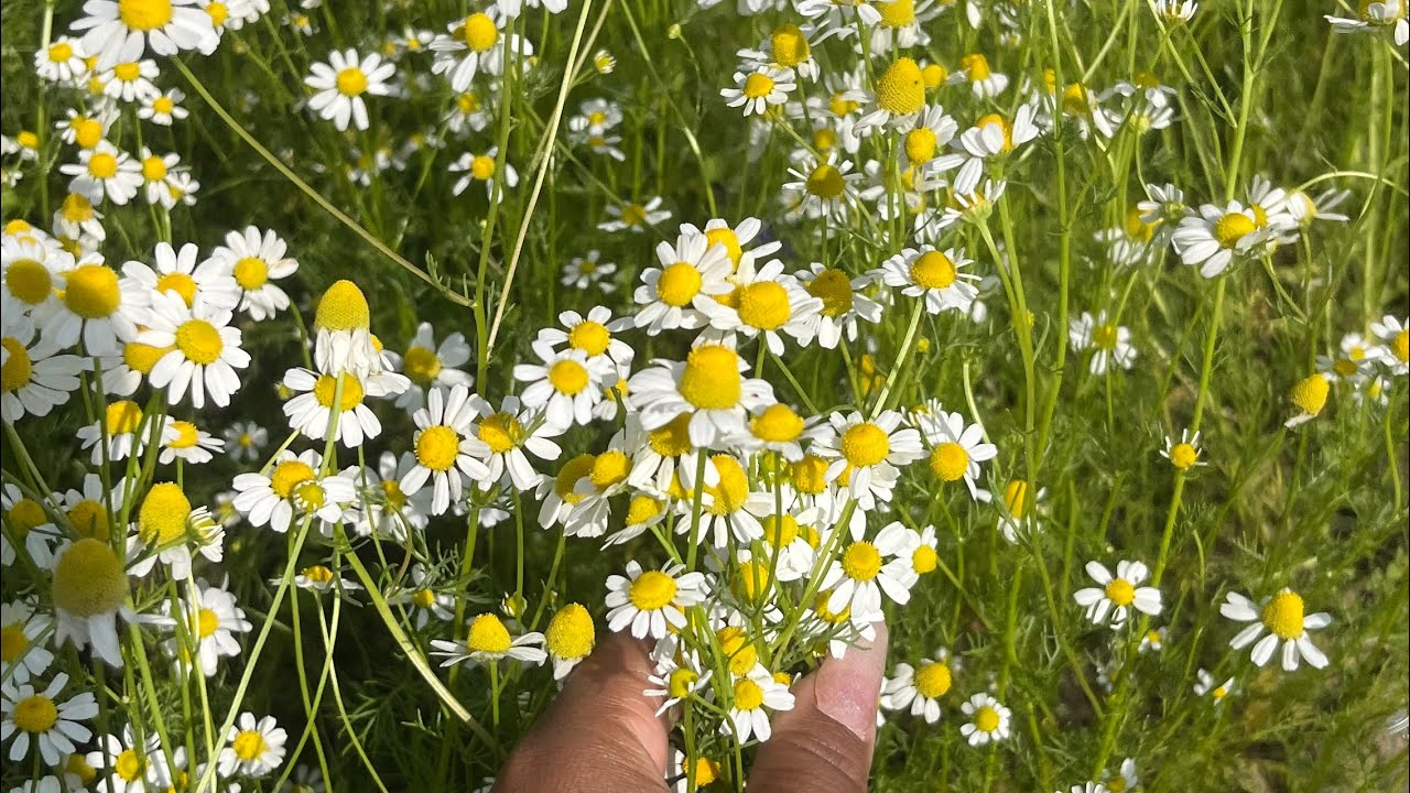 Tarhara viral place ghumgham with sathy🥰#keepsupporting #panbarivlog #likeandsubscribe ￼