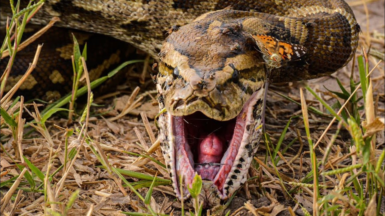 Once in Lifetime Sighting: Python Devours Unusual Prey in Okavango ...