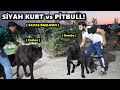 SİYAH KURT vs PİTBULL TEHLİKELİ KARŞILAŞMA!