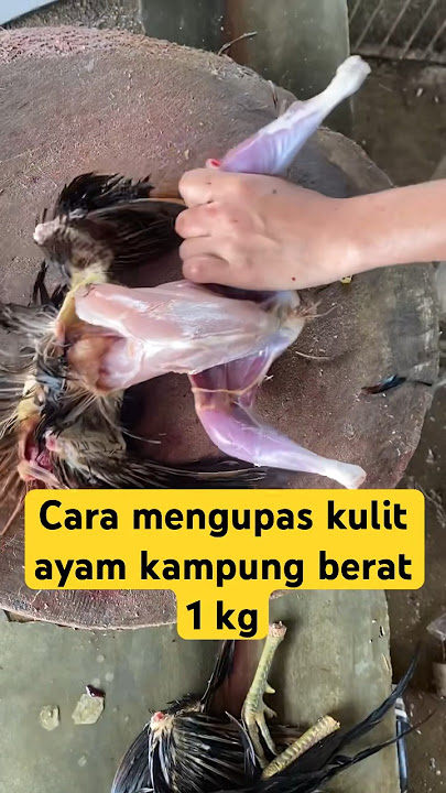 Cara mengupas kulit ayam kampung #viral #ayam #chicken #animals #proses #short #kampung #fyp