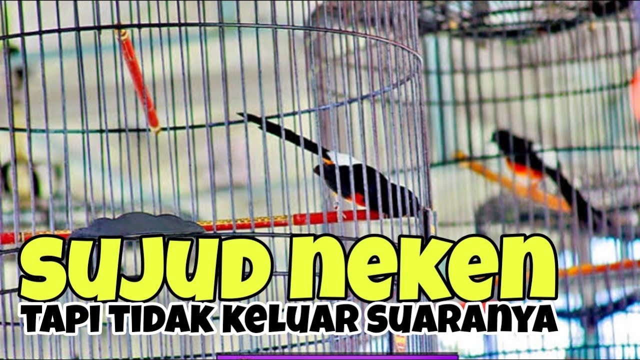 Cara mengatasi murai batu sujud neken tapi tidak disertai bunyi