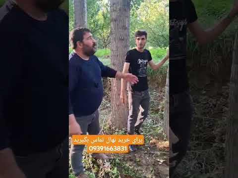میخوای به درآمد میلیاردی برسی حتما صنوبر بکار برای ثبت سفارش نهال تماس بگیرید 09391663831