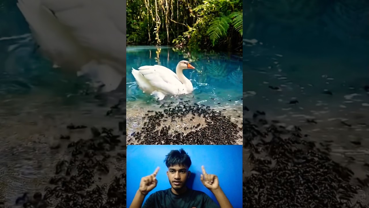 হাফেজে কোরআন Qari abu rayhan official gojol#shorts#shortsviral#shortsfeed#gojol#islamicmusic