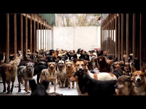 "Каждая собака" - документальный фильм о приютских собаках