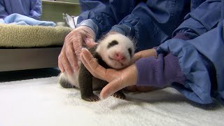 Download Lagu What Should You Look For in a Newborn Panda Cub? These Specialists Have the Answer! MP3 Download Lagu What Should You Look For in a Newborn Panda Cub? These Specialists Have the Answer! MP3