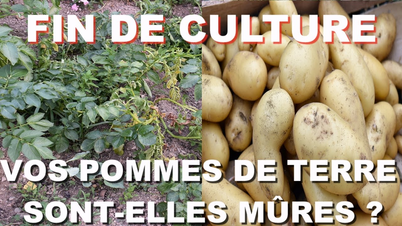 Comment Savoir si vos Pommes de Terre Sont Mûres ? (Quand et Comment Récolter !)