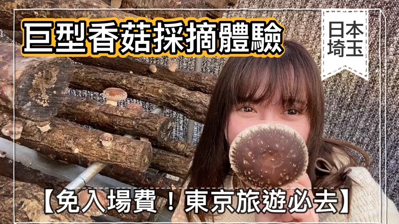 【免入場費！東京旅遊必去】巨型日本香菇採摘體驗｜日本香菇｜日本旅遊｜Picking Shiitake in Japan