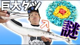 【特殊?】ワンランク上のダツ先輩を捌いて、調理する！【しっこマン回】