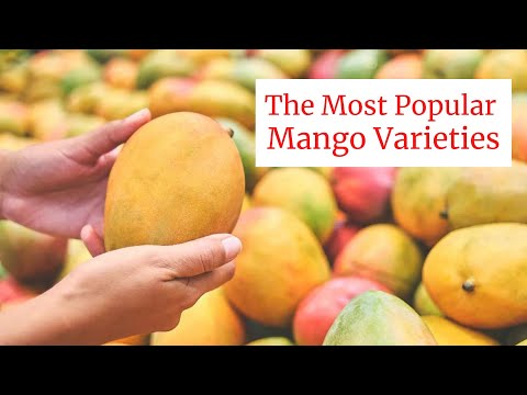 Most Popular Mango Varieties from 2022
