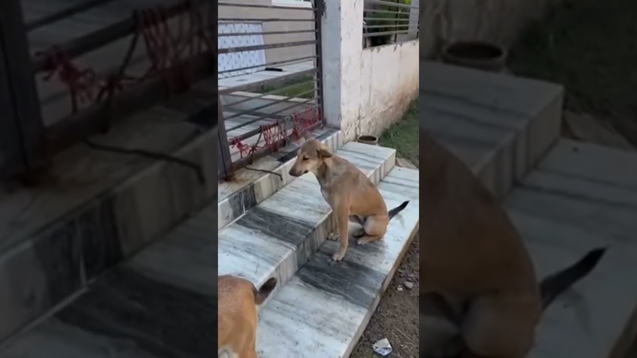 Happy diwali dog feeding by insaf express newspaper HA welfare foundation