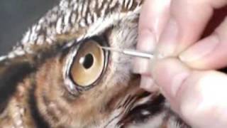 wildlife owl watercolor painting horned miniature paintings latham rebecca