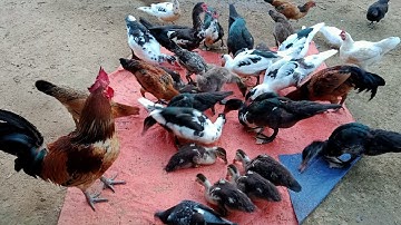 @HmoobnTiajTeb_1990 Pub Qaib Pub Os Hmo No Nawb