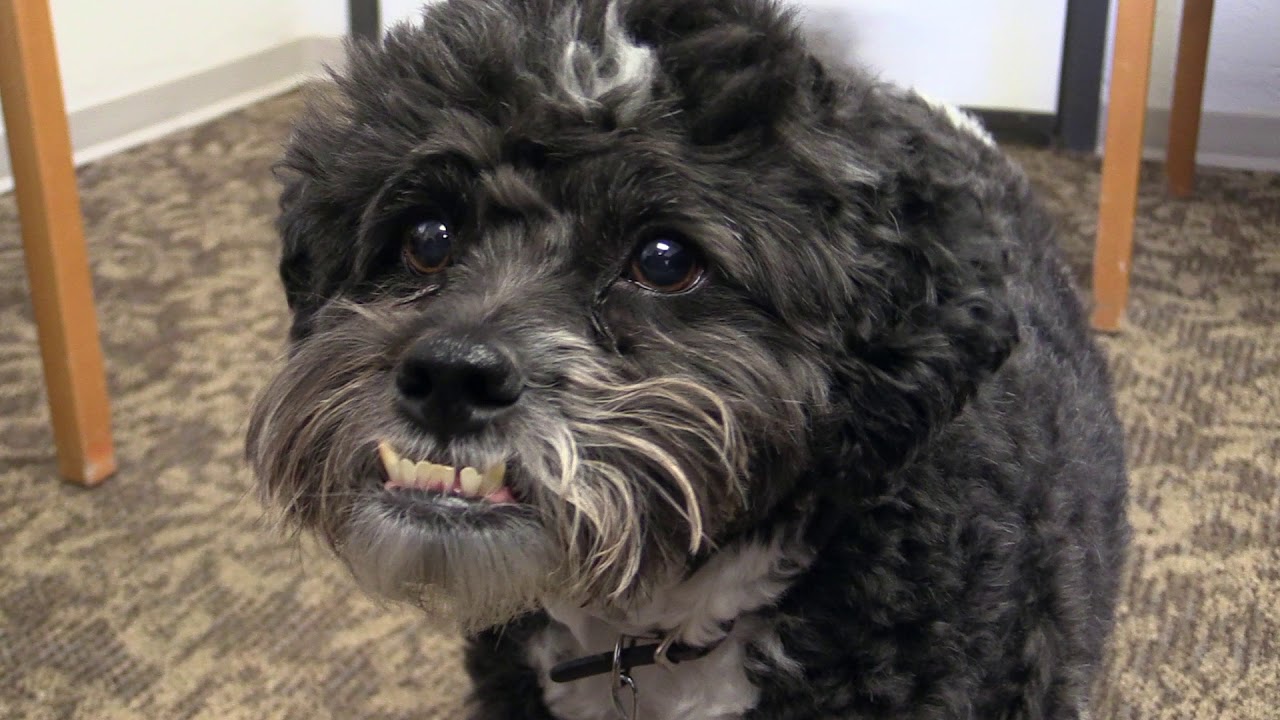 Basil Rathbone – Cortez residents’ best friend – now needs help of his own