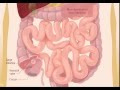 Human digestive system - HD Animation