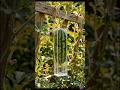 Growing a Square Watermelon at Home (Satisfying Results!) #asmr #satisfying