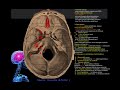 Foramen de la base du crne  vue endocrnienne