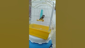 Thumbnail of European goldfinch listen to a song