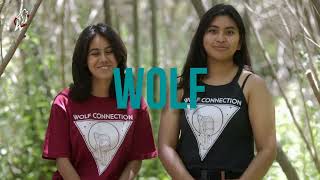 Bite-Size Wolf Lesson 1 - Wolves Are Okay With Who They Are