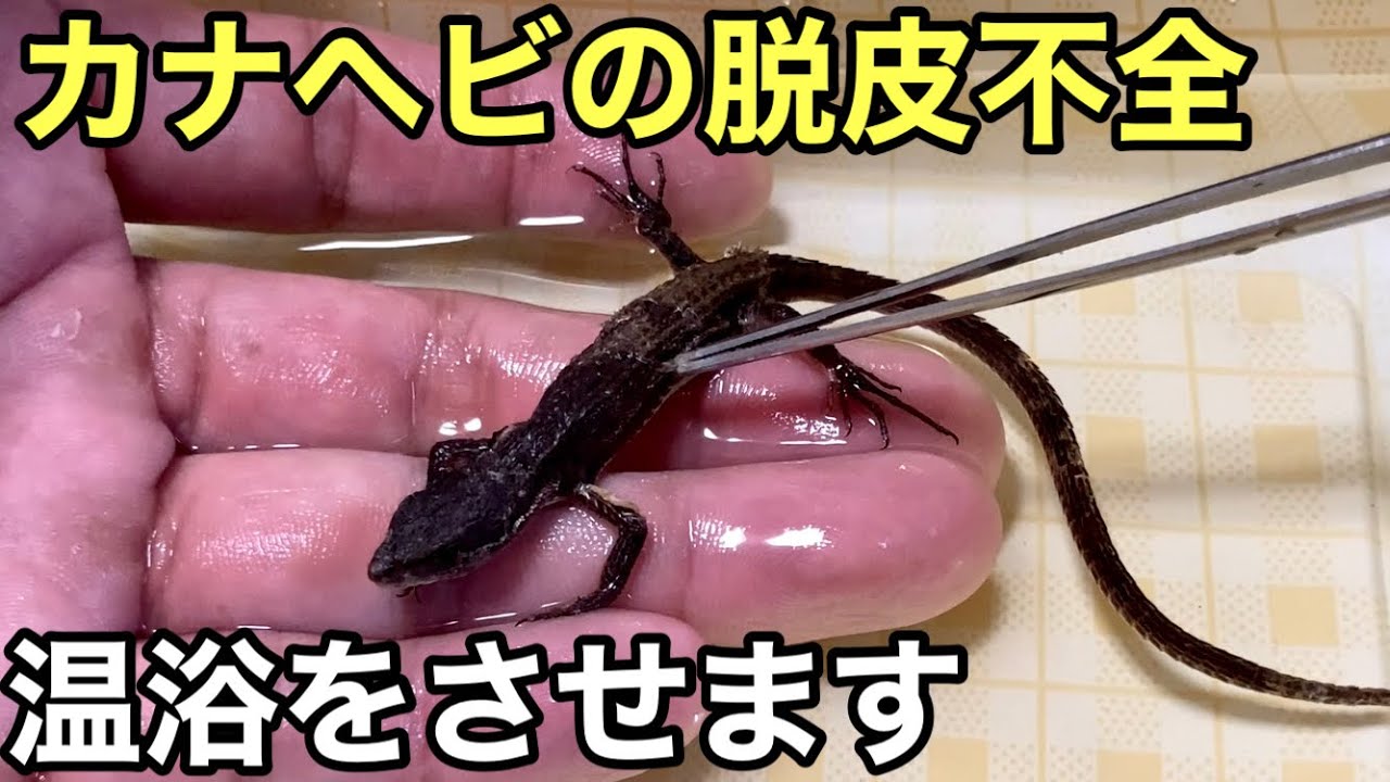 カナヘビの脱皮不全と温浴について【爬虫類】脱皮の手伝い