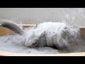 Epic Chinchilla Dust Bath in 1.5 POUNDS of dust!