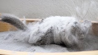 Epic Chinchilla Dust Bath in 1.5 POUNDS of dust!