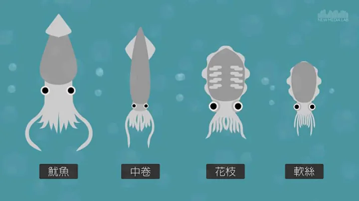 魷魚、中卷、花枝、軟絲？ 動畫教你懂 - 天天要聞