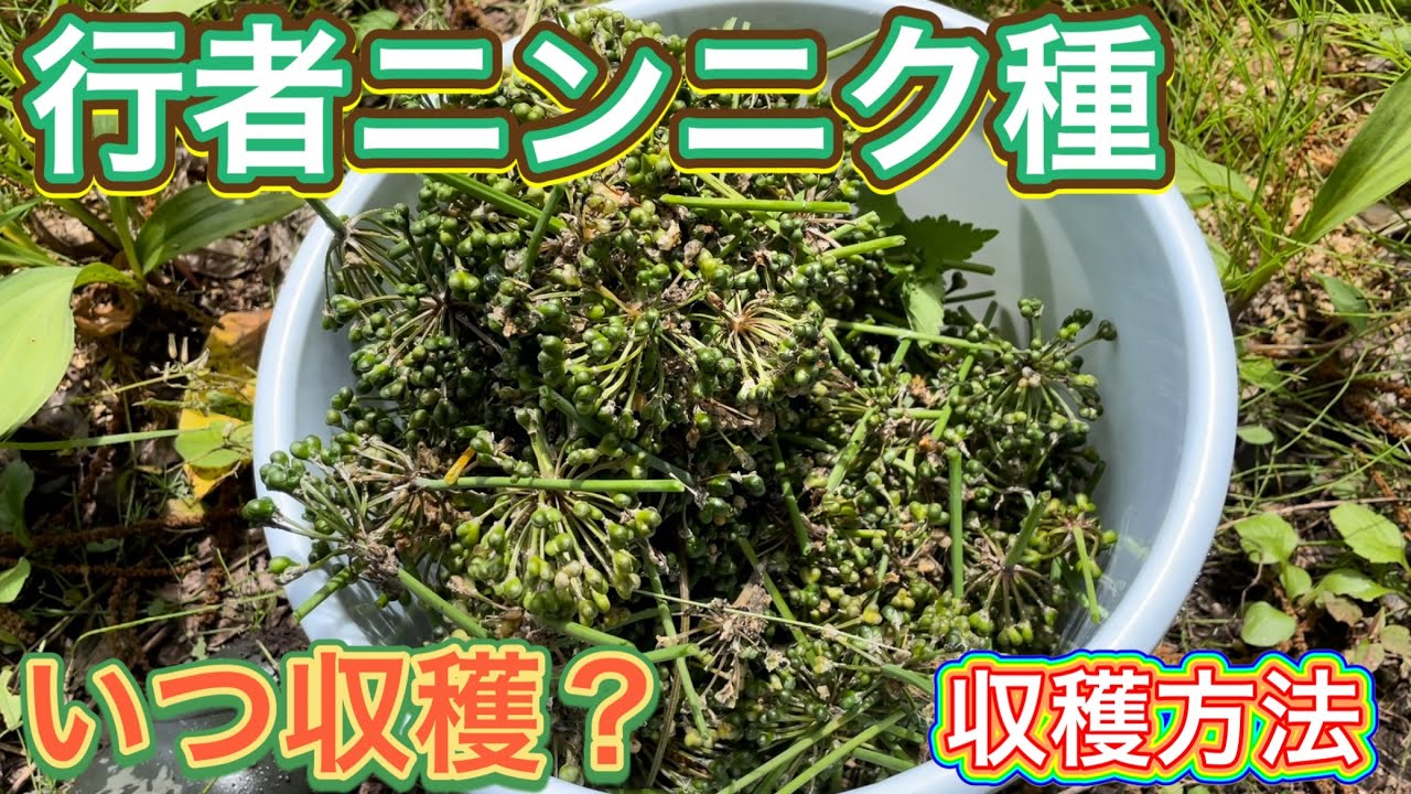 行者ニンニクの種子(2024産) 200g 行者ニンニクの種子(2024産) 200gの通販はau PAY マーケット - 輸入